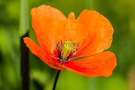 罌粟,klatschmohn,罌粟花