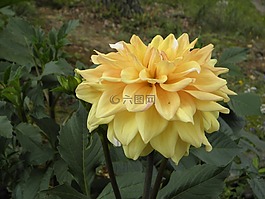 大麗花,花,黃色