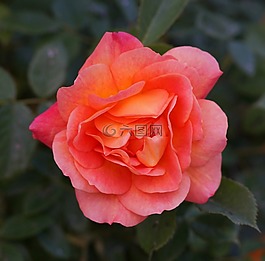 粉色,花,花園