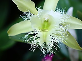 蘭花,花,花的