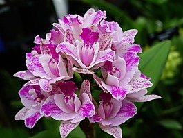 蘭花,花,花的