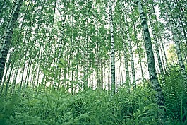 葉子,森林,景觀