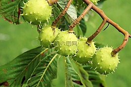 板栗,樹,葉子