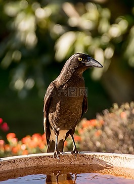 pied currawong,strepera graculina,鳥(niǎo)