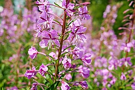 epilobium 狹葉蘭,花,開花