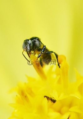 小蜜蜂,蜜蜂,花