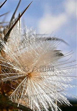 水果,種子,薊