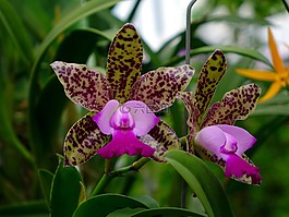 蘭花,花,花的