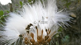 水果,種子,薊