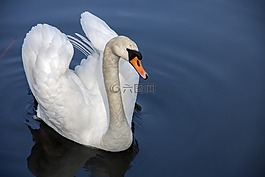 天鵝,水的鳥(niǎo),性質(zhì)