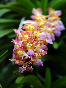 蘭花,花,花的