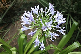 agapanthus,花,植物區(qū)系