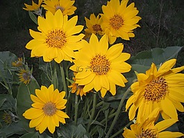鲜花,野花,arrowleaf balsamroot