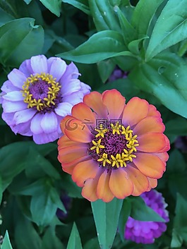 薰衣草花,橙花,花