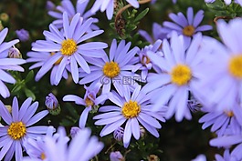薰衣草花,布什的花,自然