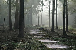 森林,路徑,自然