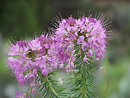頓生,鮮花,花的
