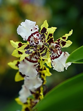 蘭花,花,花的