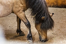 這匹馬,小馬,szetlandzki