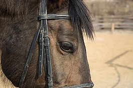 動物,馬,眼