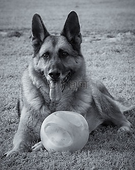 動物,狗,德國牧羊犬
