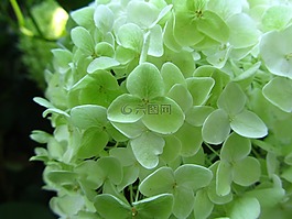 繡球,聚光燈,花