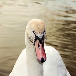 天鵝,鳥,水
