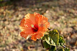 槿,花,夏天