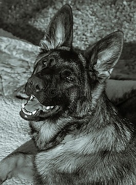 動(dòng)物,狗,德國(guó)牧羊犬