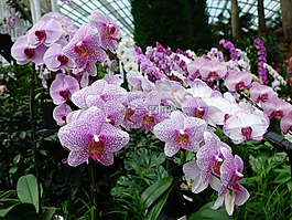 蘭花,花,花的