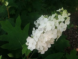 奧克,葉,繡球