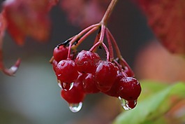 水果,性質(zhì),莓果