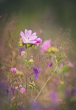 花,錦葵,性質(zhì)