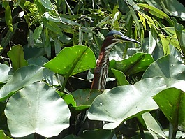沼澤,鳥(niǎo),水