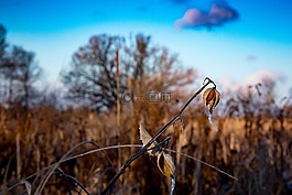 花,冬天,自然