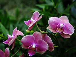 蘭花,花,花的
