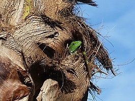 蜥蜴,爬行動物,綠色