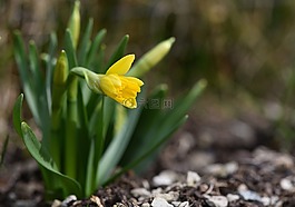 水仙,黃色,花