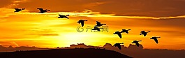 日出,鳥,飛行