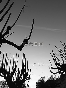 背光,樹,鳥類