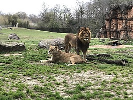 獅子,動(dòng)物園,野生
