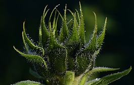 太陽花,芽,綠色