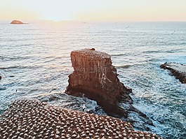 海洋,海岸,鳥(niǎo)