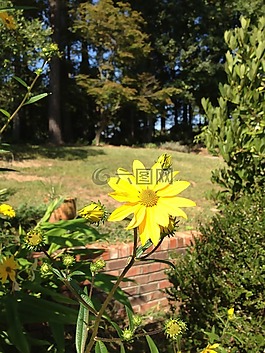 花,雛菊,花的