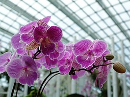 蘭花,花,花的