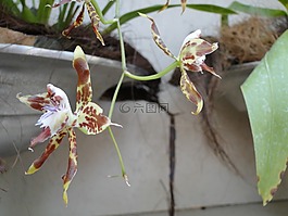 蘭花,花,開(kāi)花