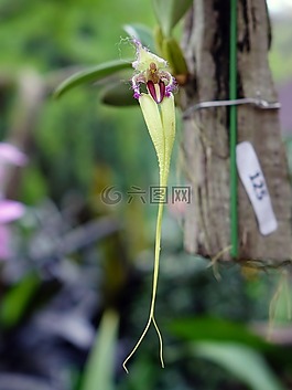 蘭花,花,花的