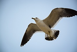 鳥,動物,海鷗
