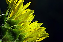 太陽(yáng)花,露水,morgentau