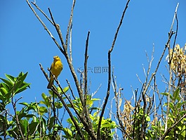 性質(zhì),帕吉,小鳥